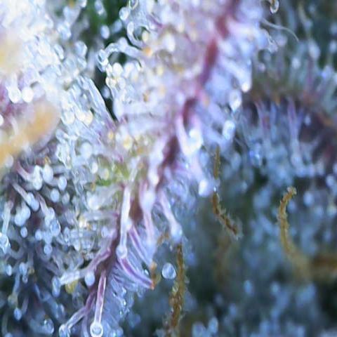 Ayahuasca Purple ( Barney’s farm ) growlog timeline photo