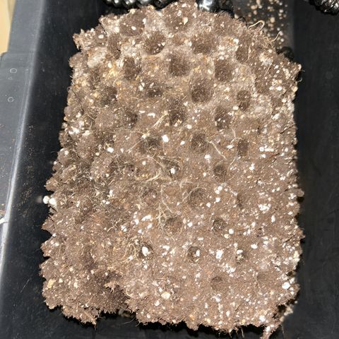 Ayahuasca Purple ( Barney’s farm ) growlog timeline photo