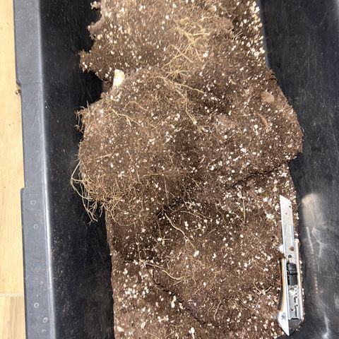 Ayahuasca Purple ( Barney’s farm ) growlog timeline photo