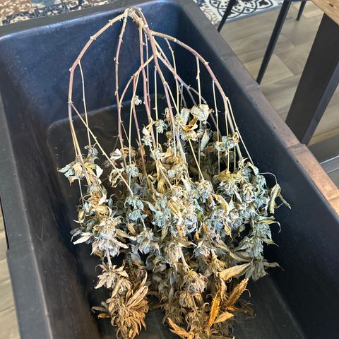 Ayahuasca Purple ( Barney’s farm ) growlog timeline photo