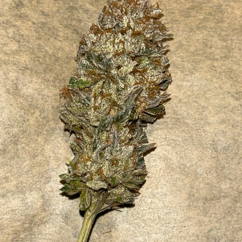 Ayahuasca Purple ( Barney’s farm ) growlog timeline photo
