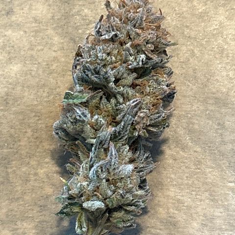 Ayahuasca Purple ( Barney’s farm ) growlog timeline photo