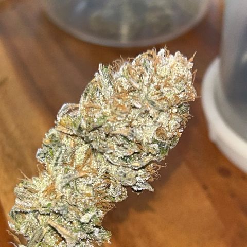 Ayahuasca Purple ( Barney’s farm ) growlog timeline photo