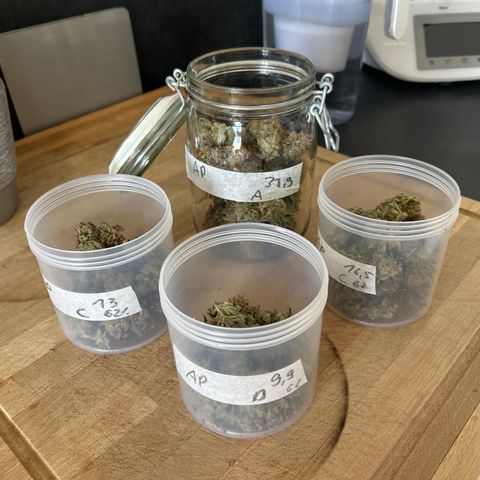 Ayahuasca Purple ( Barney’s farm ) growlog timeline photo