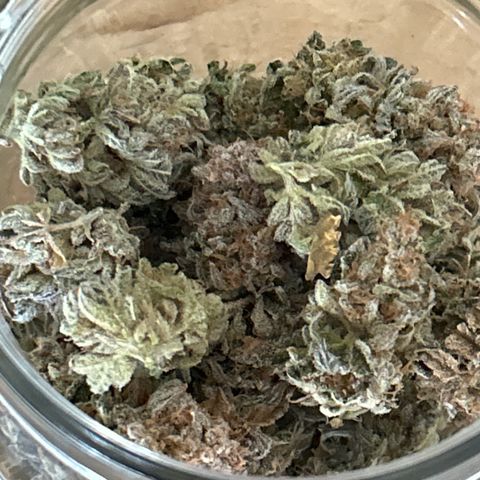 Ayahuasca Purple ( Barney’s farm ) growlog timeline photo