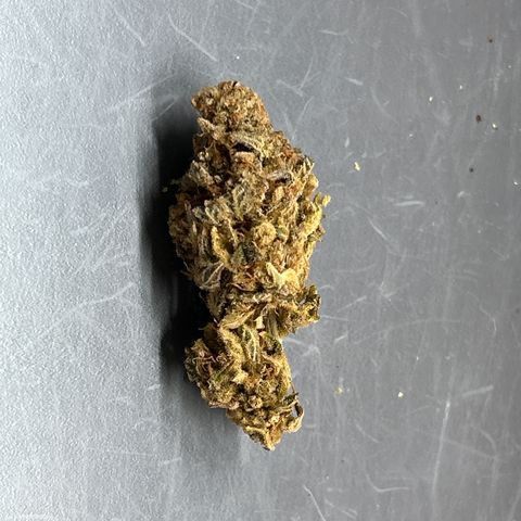 Ayahuasca Purple ( Barney’s farm ) growlog timeline photo