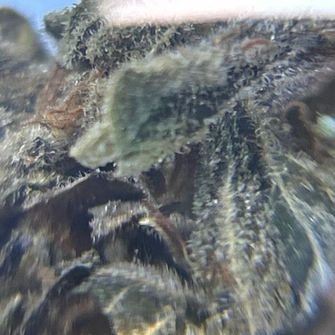 Ayahuasca Purple ( Barney’s farm ) growlog timeline photo