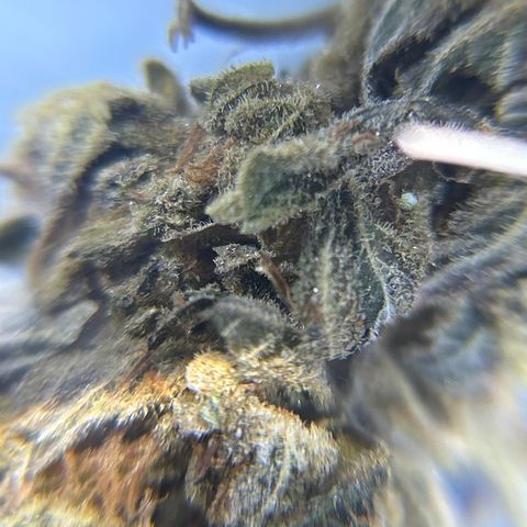 Ayahuasca Purple ( Barney’s farm ) growlog timeline photo