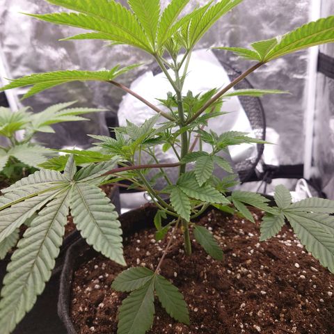 Purple Queen growlog timeline photo