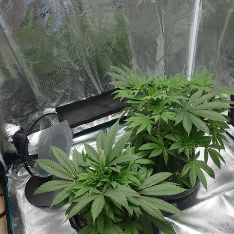 Purple Queen growlog timeline photo