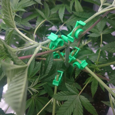 Purple Queen growlog timeline photo