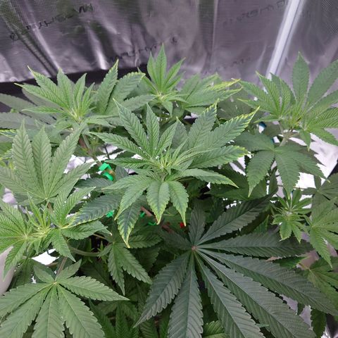 Purple Queen growlog photo: Nährstoffbrant