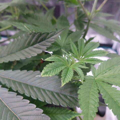 Purple Queen growlog photo: Nährstoffbrant