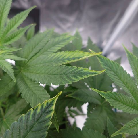 Purple Queen growlog photo: Nährstoffbrant