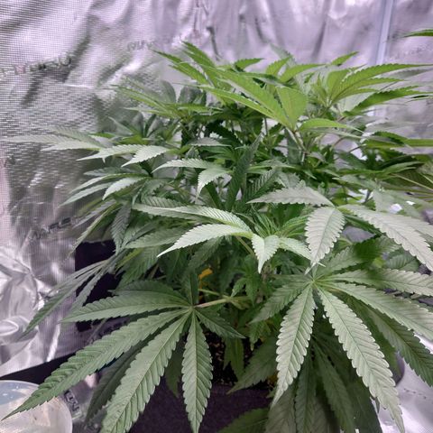 Purple Queen growlog timeline photo