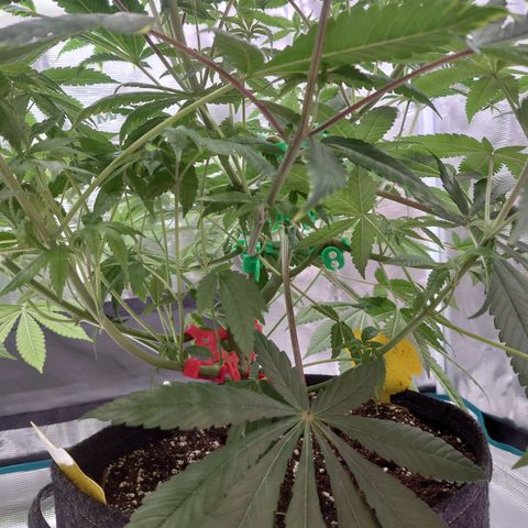 Purple Queen growlog timeline photo