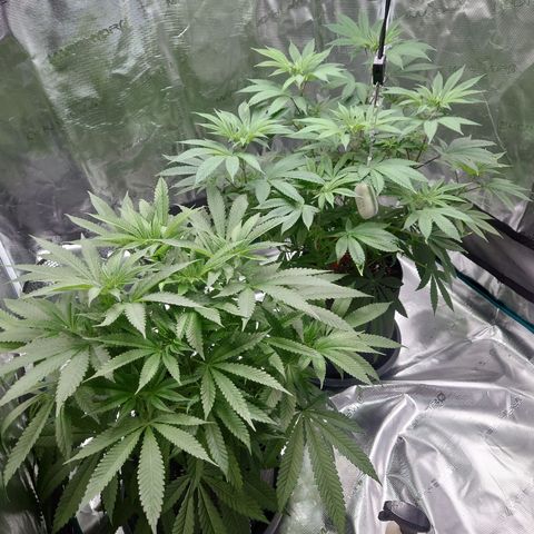 Purple Queen growlog timeline photo
