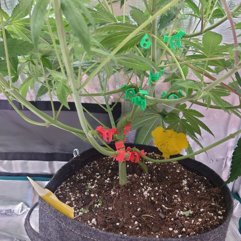 Purple Queen growlog timeline photo