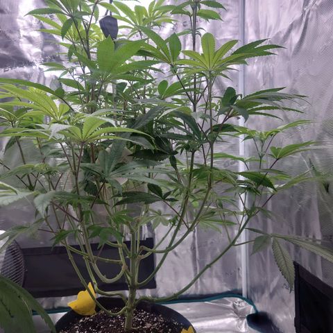Purple Queen growlog timeline photo