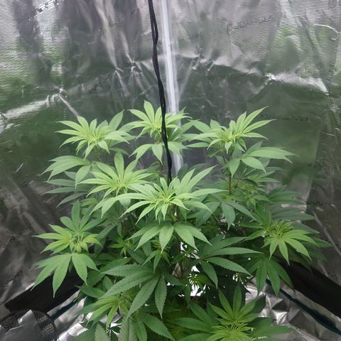 Purple Queen growlog timeline photo
