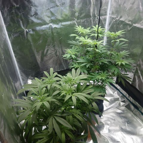 Purple Queen growlog timeline photo