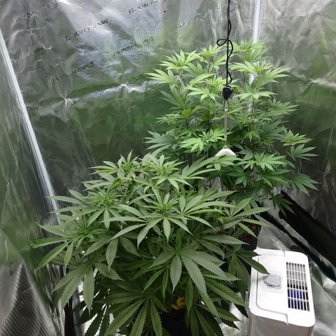 Purple Queen growlog timeline photo