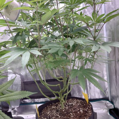 Purple Queen growlog timeline photo