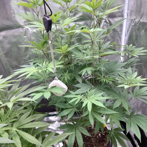 Purple Queen growlog timeline photo