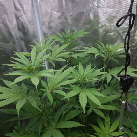 Purple Queen growlog timeline photo