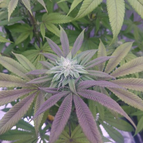Purple Queen growlog timeline photo