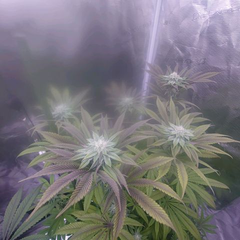 Purple Queen growlog timeline photo