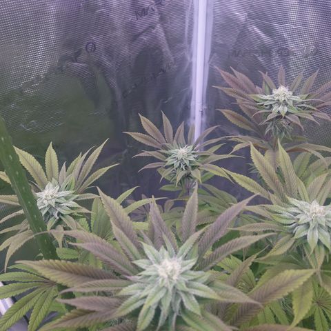 Purple Queen growlog timeline photo