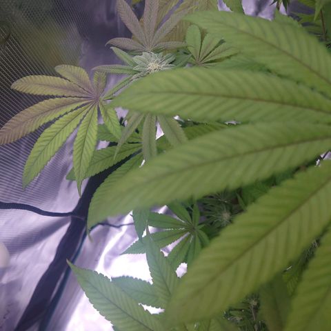 Purple Queen growlog timeline photo