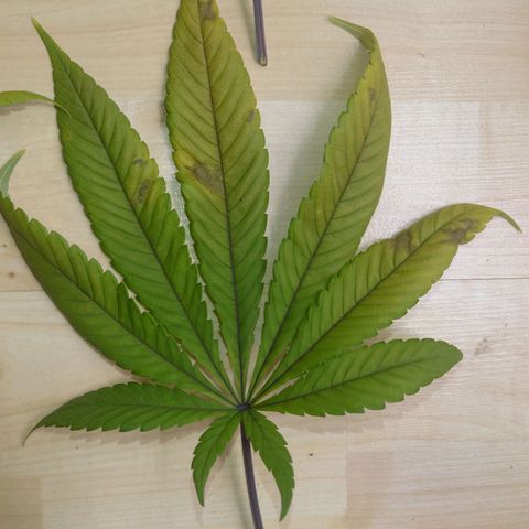 Purple Queen growlog timeline photo