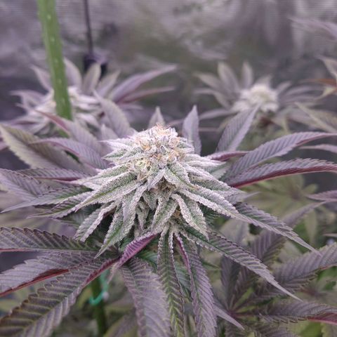 Purple Queen growlog timeline photo