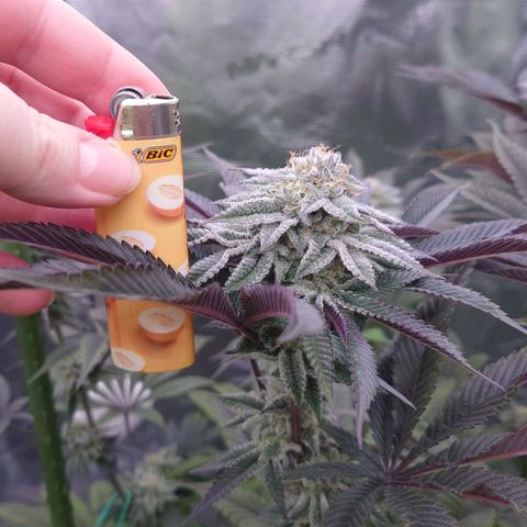 Purple Queen growlog timeline photo