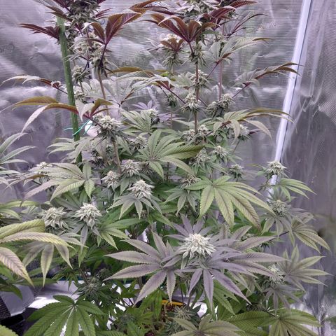Purple Queen growlog timeline photo