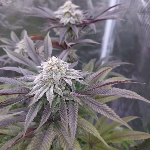 Purple Queen growlog timeline photo