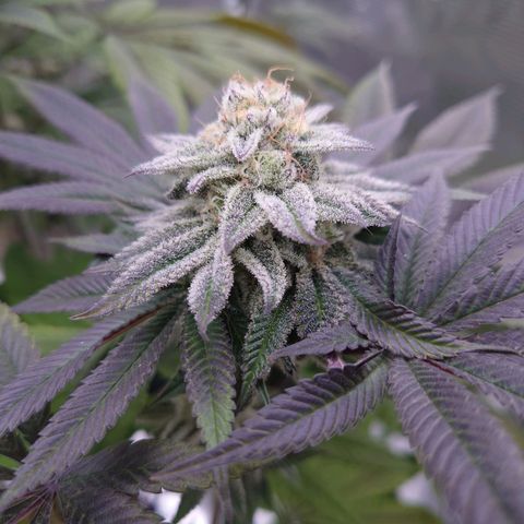 Purple Queen growlog timeline photo