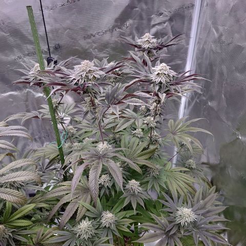 Purple Queen growlog timeline photo