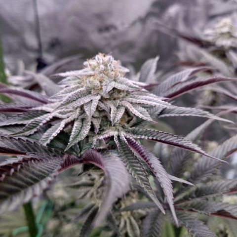Purple Queen growlog timeline photo