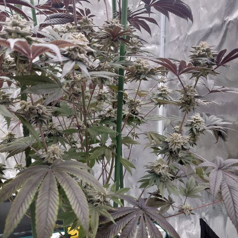 Purple Queen growlog timeline photo