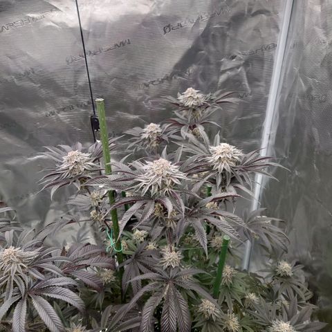 Purple Queen growlog timeline photo
