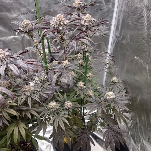 Purple Queen growlog timeline photo
