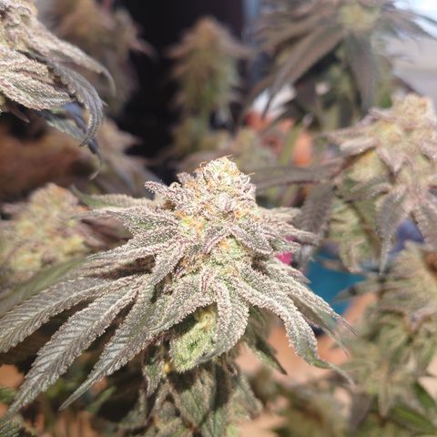 Purple Queen growlog photo: Sehr enttäuschend, schlechtester grow bis jetzt,mal gucken was trocken rauskommt 