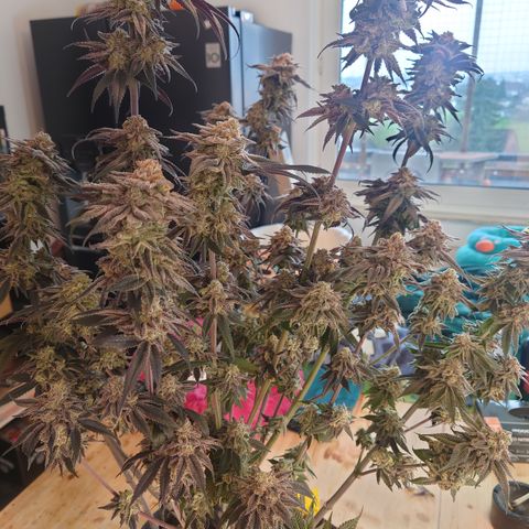 Purple Queen growlog photo: Sehr enttäuschend, schlechtester grow bis jetzt,mal gucken was trocken rauskommt 