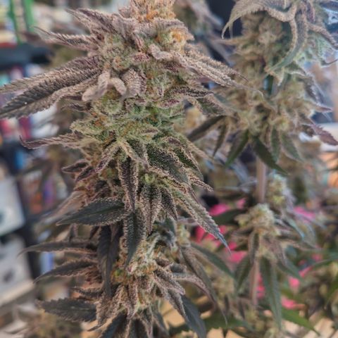 Purple Queen growlog photo: Sehr enttäuschend, schlechtester grow bis jetzt,mal gucken was trocken rauskommt 