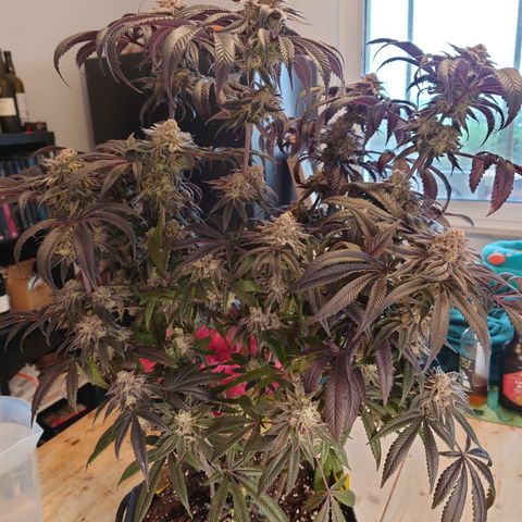 Purple Queen growlog photo: Sehr enttäuschend, schlechtester grow bis jetzt,mal gucken was trocken rauskommt 