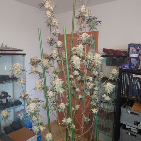 Purple Queen growlog photo: Sehr enttäuschend, schlechtester grow bis jetzt,mal gucken was trocken rauskommt 