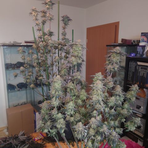 Purple Queen growlog photo: Sehr enttäuschend, schlechtester grow bis jetzt,mal gucken was trocken rauskommt 